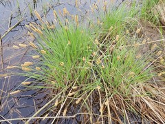Carex elata