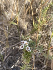 Symphyotrichum ericoides pansum