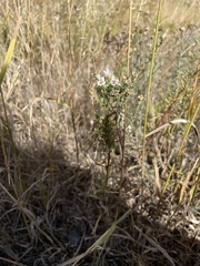 Symphyotrichum ericoides pansum