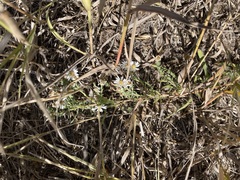 Symphyotrichum ericoides pansum