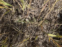 Symphyotrichum ericoides pansum