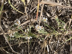 Symphyotrichum ericoides pansum