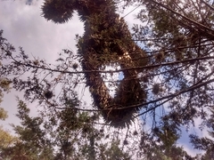 Tillandsia recurvata