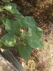 Allowissadula holosericea