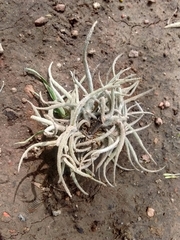 Tillandsia recurvata