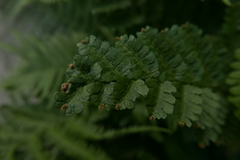 Chirosia grossicauda