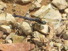 Orthetrum julia julia