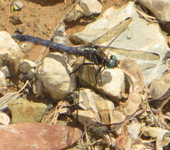 Orthetrum julia julia