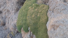 Acantholimon