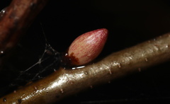 Andricus deciduatus
