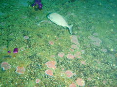 Chirodactylus grandis