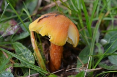 Hygrocybe intermedia