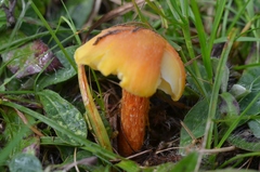 Hygrocybe intermedia