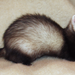 Domestic Ferret - Photo (c) 
Alfredo Gutiérrez, some rights reserved (CC BY-SA)