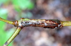 Lasioptera querciperda