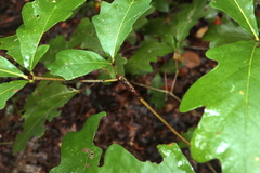 Lasioptera querciperda