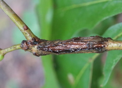Lasioptera querciperda