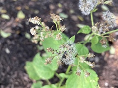 Ageratina altissima