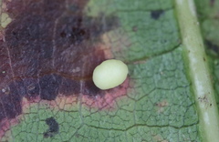 Zopheroteras hubbardi