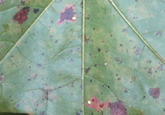 Zopheroteras hubbardi