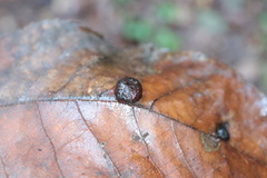 Phylloxera caryaeavellana