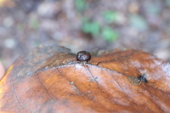 Phylloxera caryaeavellana