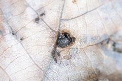 Phylloxera caryaeavellana