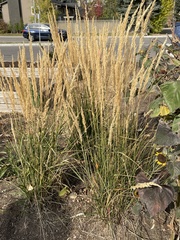 Calamagrostis × acutiflora
