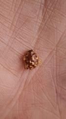 Neocalvia cayennensis