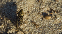 Prosternon tessellatum