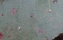 Caryomyia eumaris