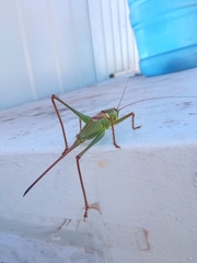 Neobarrettia hakippah