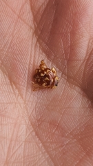 Neocalvia cayennensis