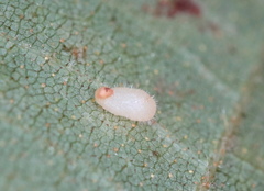 Caryomyia eumaris