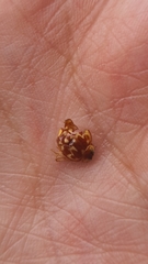 Neocalvia cayennensis