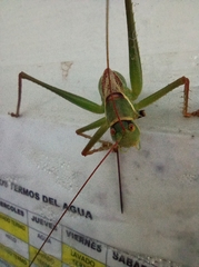 Neobarrettia hakippah