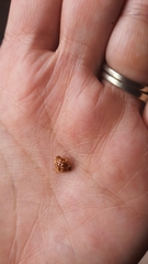 Neocalvia cayennensis