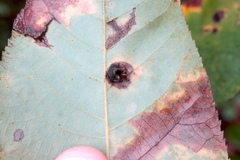 Phylloxera caryaeavellana