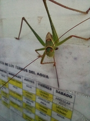 Neobarrettia hakippah