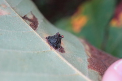 Phylloxera caryaeavellana