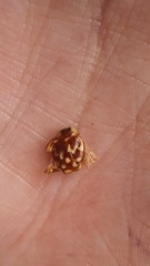 Neocalvia cayennensis