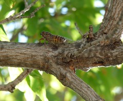 Cicada barbara lusitanica