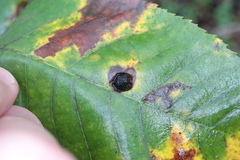 Phylloxera caryaeavellana