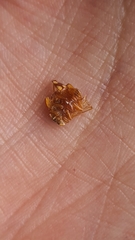 Neocalvia cayennensis