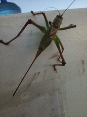 Neobarrettia hakippah
