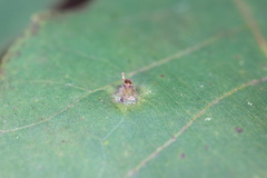Caryomyia caminata