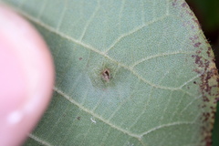 Caryomyia caminata