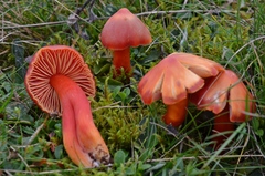 Hygrocybe splendidissima