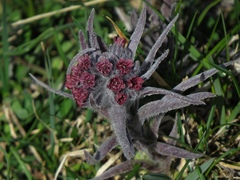 Cynoglossum magellense