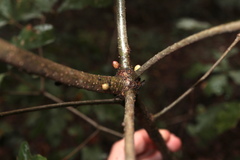 Andricus deciduatus